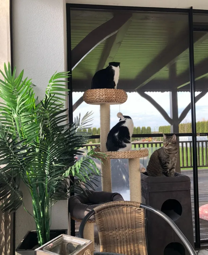 duża moskitiera metalowa zatrzymuje koty w domu
