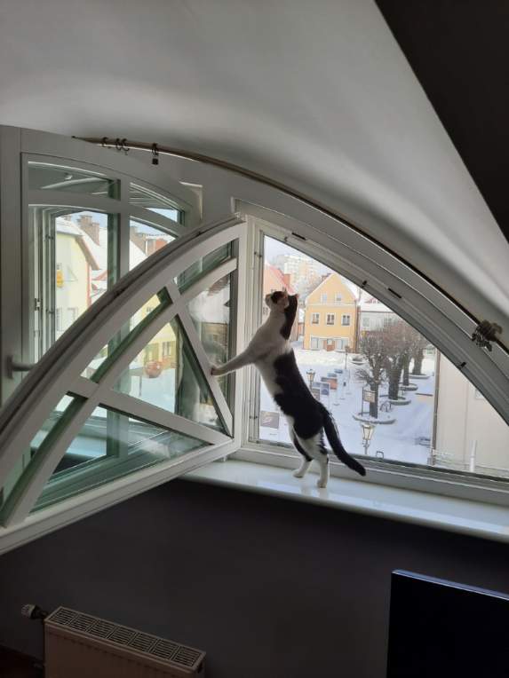 psotne kocię